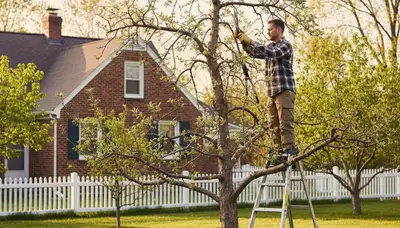 Arborist pruning fruit tree in Dayton OH backyard orchard for healthy growth and improved yield