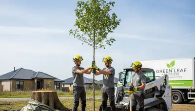 Professional tree planting service in Dayton, OH by Chop Chop Tree experts