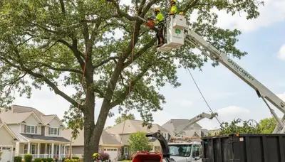 Arborist pruning residential tree for healthy growth in Dayton, OH