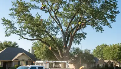 Professional tree removal service team working safely in Dayton, OH yard