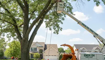 Professional tree removal service in Dayton, OH safely cutting and clearing large oak tree