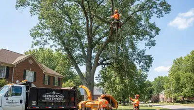 Professional tree removal service in Dayton, OH removing large oak safely with expert crew