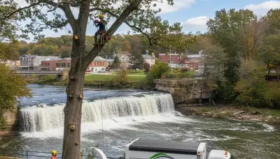 Professional tree removal service crew working in Dayton, OH