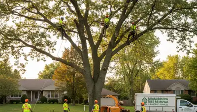Professional tree removal service in Dayton, OH safely cutting down large oak tree