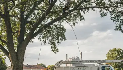 Professional tree removal service in Dayton, OH by certified arborists using modern equipment