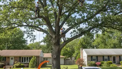 Professional tree removal service in Dayton, OH safely cutting and clearing large oak tree
