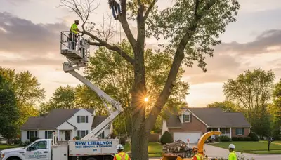 Professional tree removal crew working in Dayton, OH clearing large oak branches safely