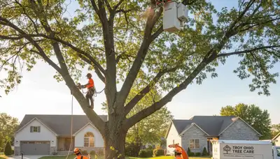 Professional tree removal service in Dayton, OH safely cutting damaged oak near residential property