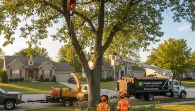 Professional tree removal service in Dayton, OH clearing large oak safely