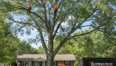 Professional tree removal service in Dayton, OH safely cutting and clearing large damaged oak tree