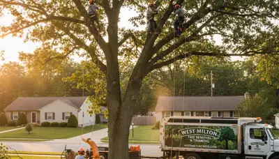 Professional tree removal service in Dayton, OH by local certified arborists