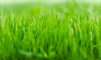 Lawn Service in Dayton OH Lawn Care in Dayton OH Lawn Mowing in Dayton OH Lawn Professionals in Dayton OH