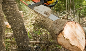 Tree Service in Dayton OH Tree Service Estimates in Dayton OH Tree Service Quotes in Dayton OH Tree Service Professionals in Dayton OH 